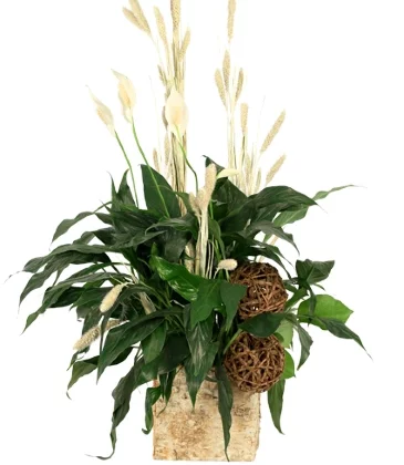 Peace That Passeth House Plants