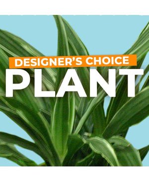 PLANT SELECTION