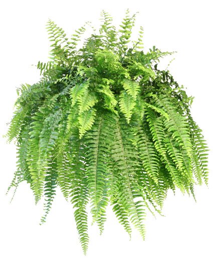 Boston Fern Hanging Plant - Image 2