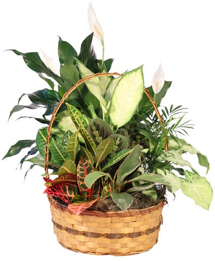 Plentiful Plant Basket Dish Garden - Image 2